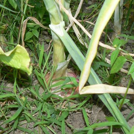 הוילה Tortorici Valle Maira, Agriturismo Nel Parco Dei Nebrodi מראה חיצוני תמונה