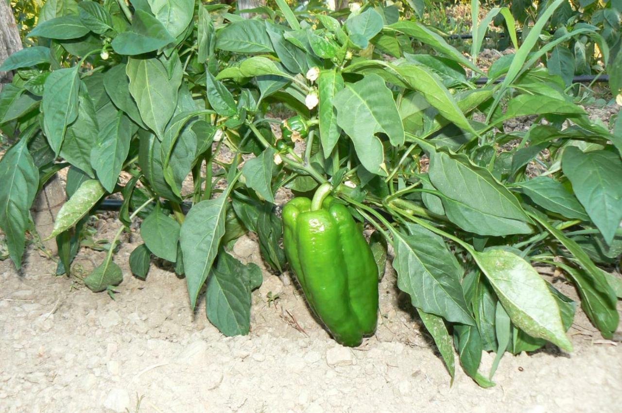 הוילה Tortorici Valle Maira, Agriturismo Nel Parco Dei Nebrodi מראה חיצוני תמונה