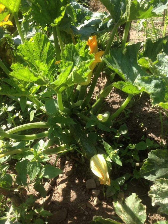 הוילה Tortorici Valle Maira, Agriturismo Nel Parco Dei Nebrodi מראה חיצוני תמונה
